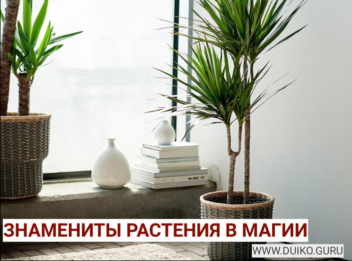 Какие растения используются в Эзотерике и Магии и для чего